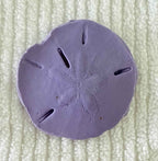 Coastal Calm Sand Dollar Collection Set of 2 Soap Bars
