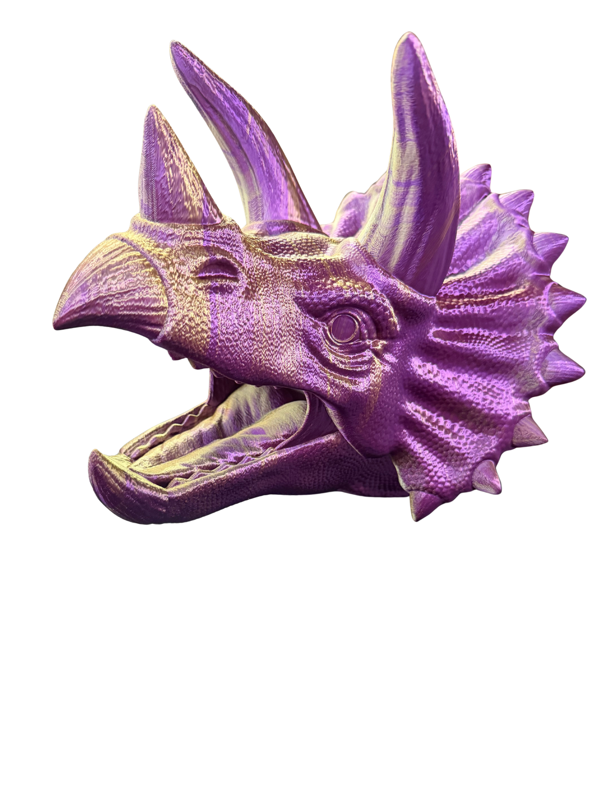Triceratops Head