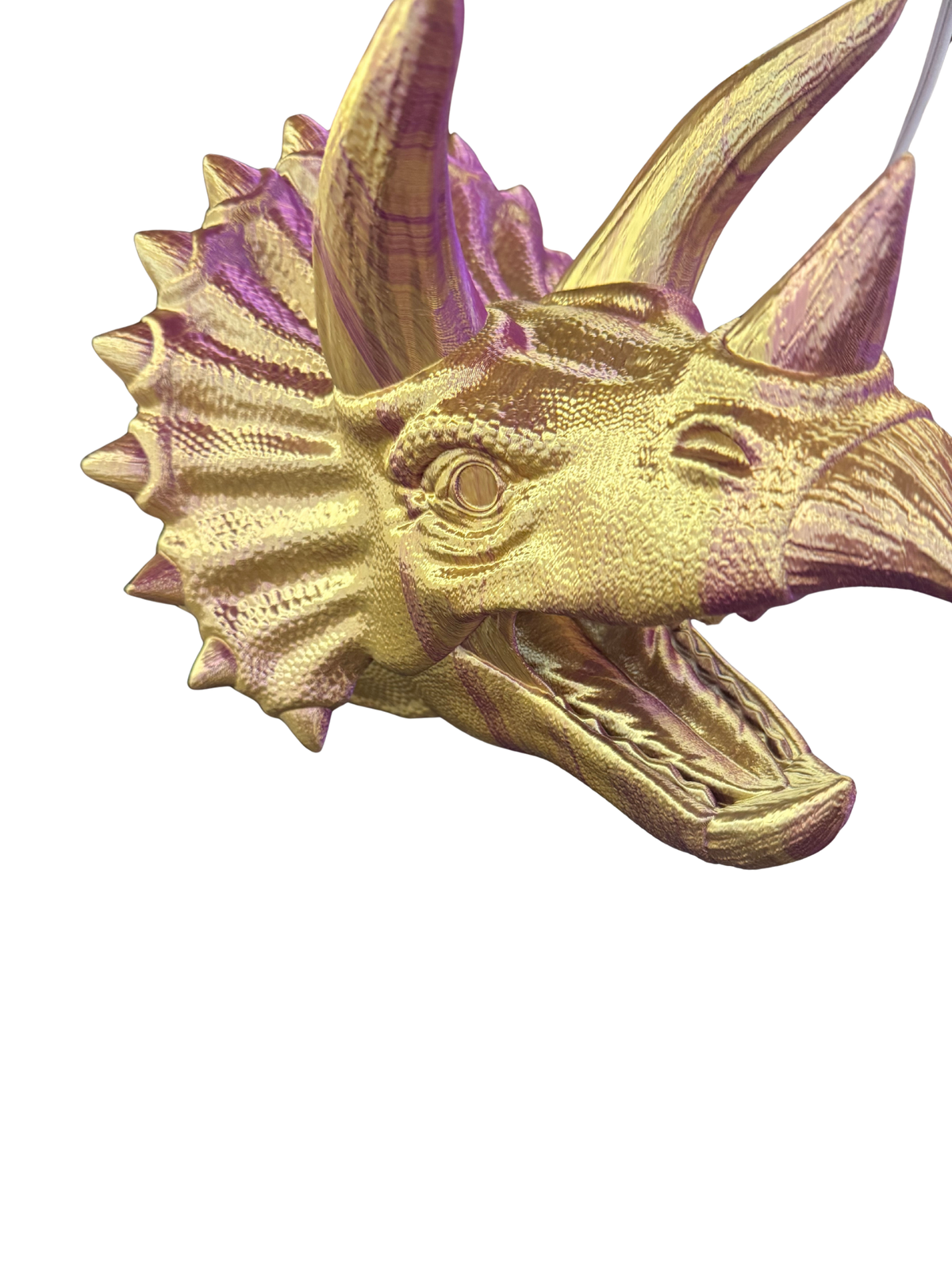 Triceratops Head