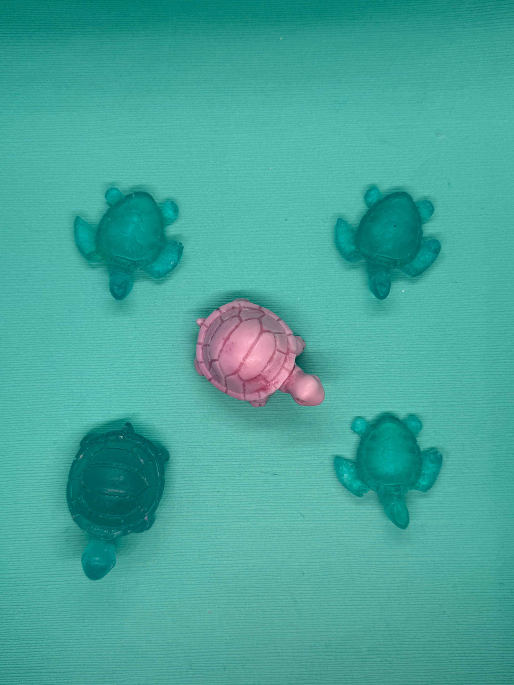 Mini Turtle Collection 🐢