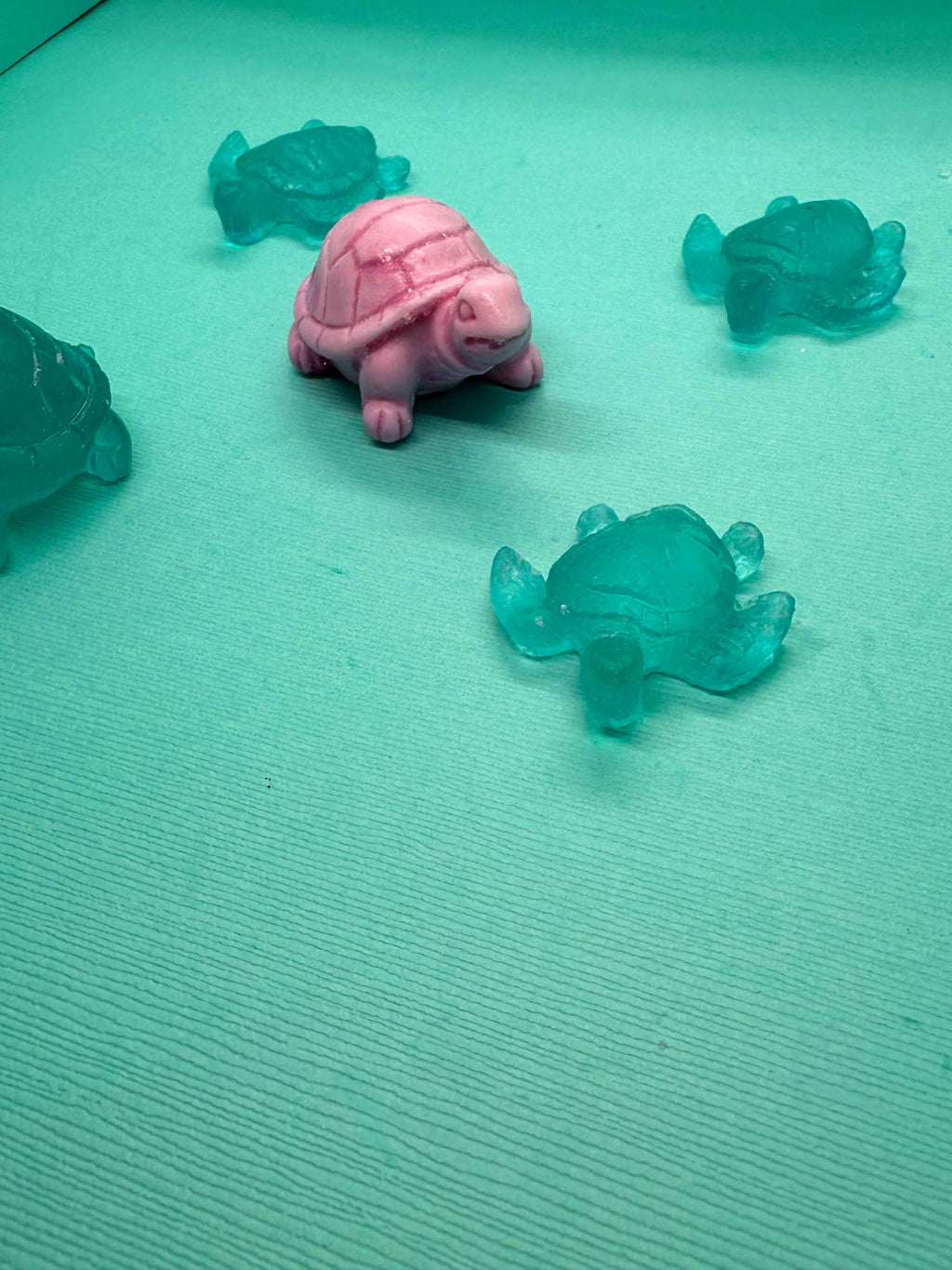 Mini Turtle Collection 🐢