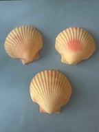 Scallop Shell Soap Set | Pack of 3 Handcrafted Bars | SLS Free | Choose Your Scent | Natural Bar Soap