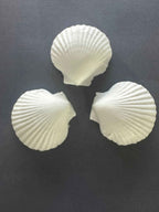 Scallop Shell Soap Set | Pack of 3 Handcrafted Bars | SLS Free | Choose Your Scent | Natural Bar Soap