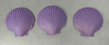 Scallop Shell Soap Set | Pack of 3 Handcrafted Bars | SLS Free | Choose Your Scent | Natural Bar Soap