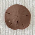 Coastal Calm Sand Dollar Collection Set of 2 Soap Bars