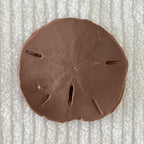 Coastal Calm Sand Dollar Collection Set of 2 Soap Bars
