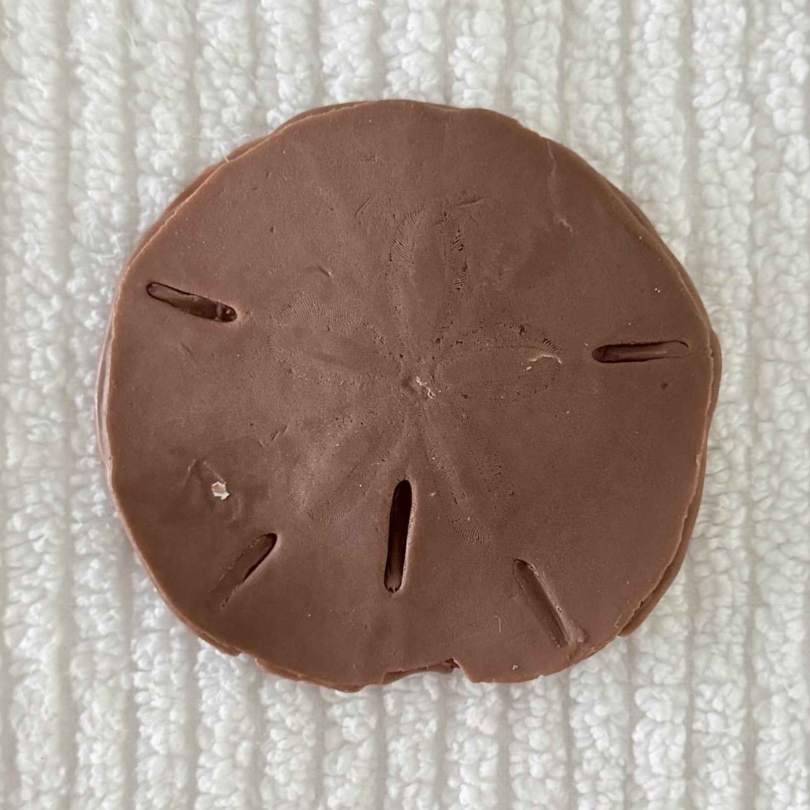 Coastal Calm Sand Dollar Collection Set of 2 Soap Bars